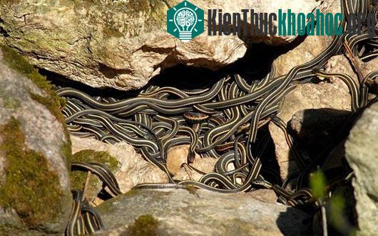Giống như đa số các loài rắn khác, rắn Thamnophis sirtalis có hai dương vật ở bên thân thể. Rắn đực sẽ dùng dương vật ở vị trí tốt nhất để giao hợp với rắn cái nằm giữa quả cầu. Điều thú vị là nhữn...