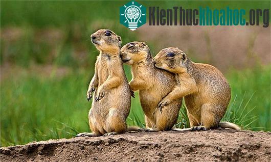 Kinh ngạc loài cầy có đặc tính… giống con người