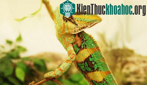 Theo kết quả một nghiên cứu gần đây, các nhà khoa học thuộc Đại học bang Arizona, Mỹ, phát hiện những con tắc kè đực thuộc loài này thường giành chiến thắng trong các cuộc đấu với những con khác, n...