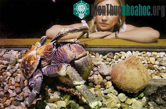 Những kỷ lục khó tin trong thế giới động vật