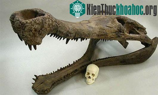Kinh ngạc loài cá sấu dài bằng toa tàu, nặng chục tấn