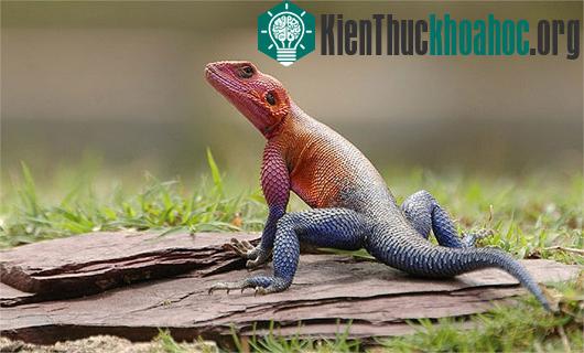 Kỳ dị "quái vật" giống siêu nhân