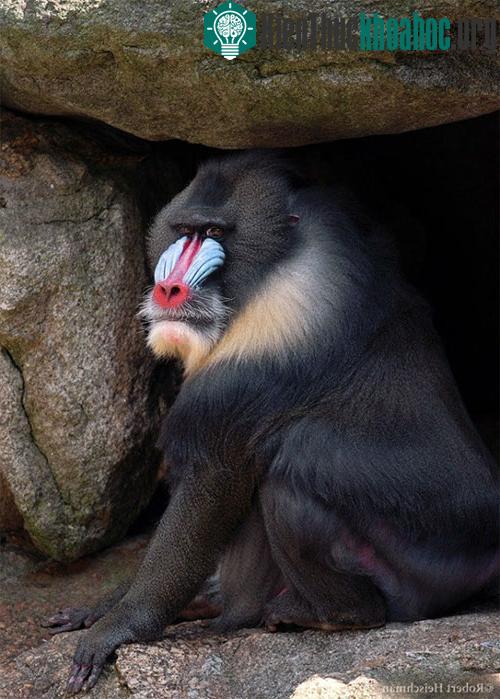 Ban ngày khỉ đầu chí Mandrill sống dưới mặt đất còn ban đêm thì ngủ ở trên cây