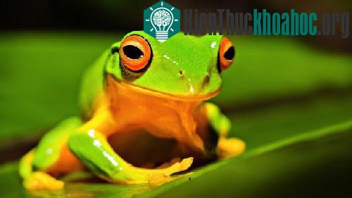 Những điều chưa biết về ngôn ngữ động vật