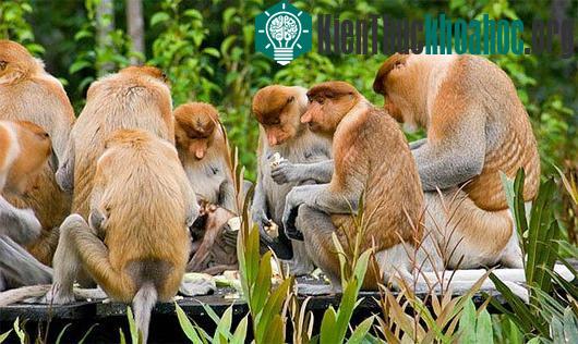 Kỳ lạ loài khỉ có mũi dài ngoẵng và nhại lại như bò