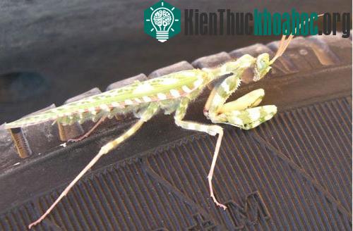 Những loài động vật giống hoa