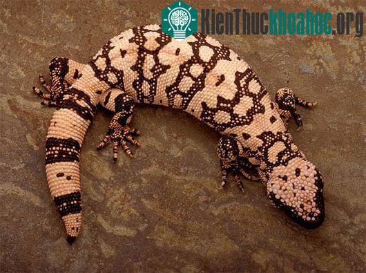 Bộ dạng kinh dị của thằn lằn "quái vật"