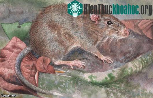 10 loài động vật mới được phát hiện