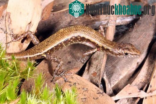 Hình ảnh thằn lằn bóng chân ngắn ở Cape Melville