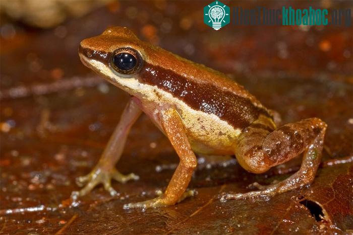 Ếch Allobates amissibilis - Guyana, loài này đang có nguy cơ tuyệt chủng cao