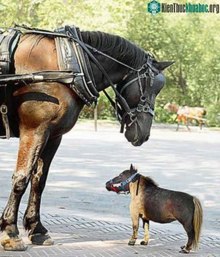 10 loài động vật “tí hon” trên thế giới