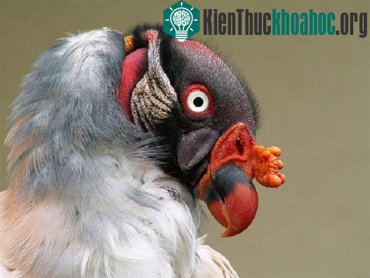 Các loài động vật "hói đầu" vừa dễ thương vừa buồn cười