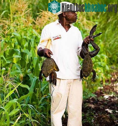 Kinh ngạc loài ếch khổng lồ, dài 1m, nặng 8kg