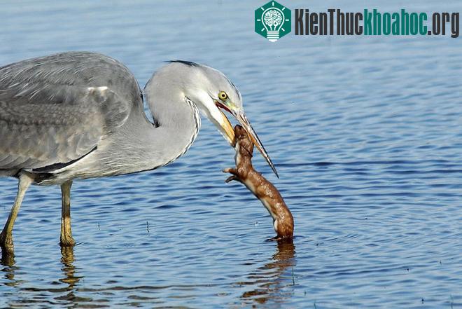 Chồn bị nuốt chửng vì khiêu khích chim diệc