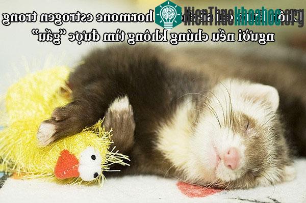 Fun fact về chuyện yêu đương "buồn cười" trong giới động vật