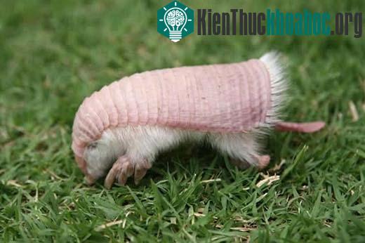Ảnh: vanguardia.com