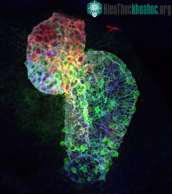 Tim cá ngựa vằn (zebrafish) tự nhân đôi khi gặp tổn thương
