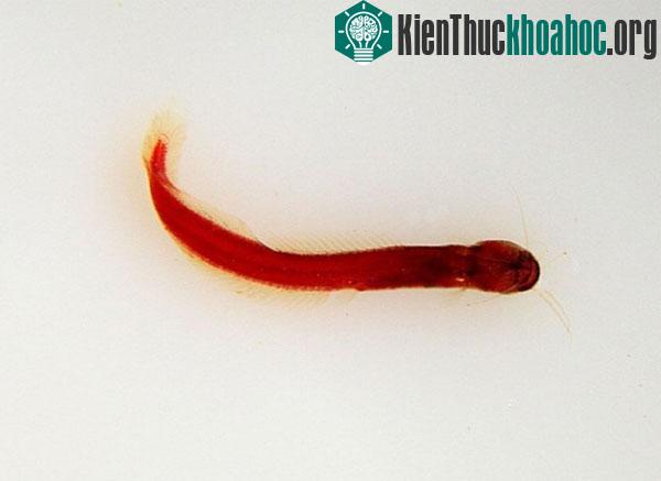 Cá mèo đất là một trong những loài sinh vật độc đáo và bí ẩn nhất hành tinh. (Ảnh: Planet Catfish)