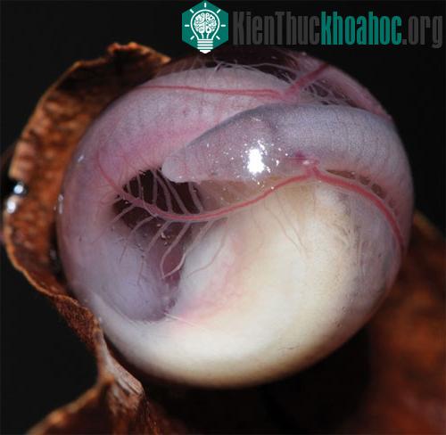 Trứng của loài "giun" không chân