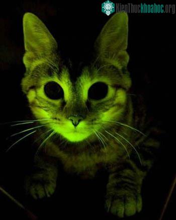 Mèo biến đổi gene và có khả năng phát sáng ra đời năm 2001. Nghiên cứu cấy một loại gene khác biệt vào cơ thể mèo được thực hiện nhằm tìm hiểu sự kháng với virus gây bệnh suy giảm miễn dịch của loà...