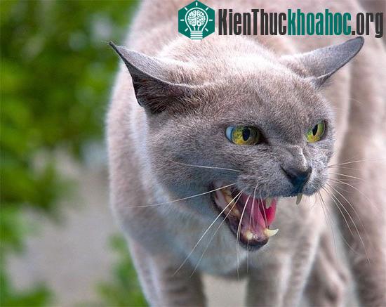 10 điều thú vị về mèo
