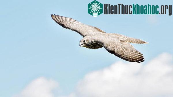 Chim cắt, sinh vật được cho là nhanh nhất bầu trời với khả năng nương theo trọng lực để tạo gia tốc, đạt tốc độ lao xuống tới 58m/s​