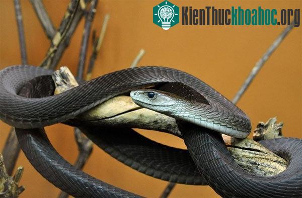 Mamba đen bò nhanh và rất dữ tợn khi phát hiện kẻ thù. Đầu rắn hình quan tài và chúng có thể sống được 11 năm. (Ảnh: quantumbooks.com)