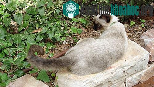 Nếu mèo đang tập trung nhìn một đối tượng cụ thể, nó sẽ quất chiếc đuôi từ bên này sang bên kia, ví dụ khi thấy côn trùng hoặc đồ chơi. Hành động ấy thường xuất hiện ngay trước khi chúng vồ một thứ...
