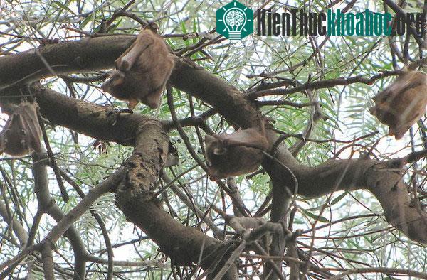 Loài dơi gieo rắc bệnh tật trên toàn cầu như thế nào?