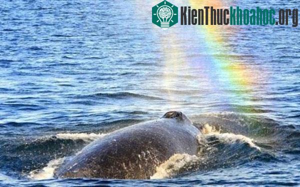 Các chuyên gia khoa học lý giải rằng, hiện tượng cá voi phun ra luồng khí có ánh sáng như cầu vồng là điều hoàn toàn xảy ra. Trong thực tế, cầu vồng chỉ là một hiện tượng được tạo thành do sự khúc ...