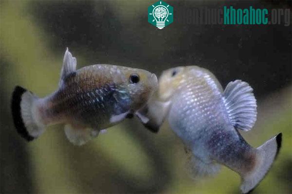 Một số loài cá sống ở nơi khắc nghiệt nhất trên trái đất