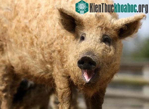 Những động vật lai tạo xấu xí nhất trên Trái Đất