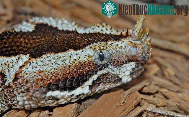 Rắn độc Viper là một trong số những kẻ săn mồi hiệu quả và đáng sợ nhất trên hành tinh. Thức ăn của loài rắn này thường là những con mồi nhỏ, song chúng cũng dễ dàng tấn công con người và gây nên h...