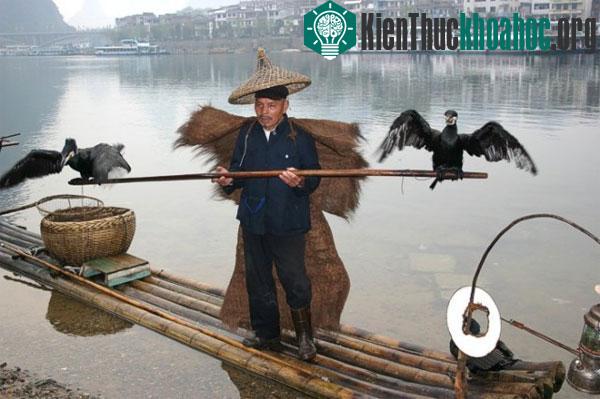 Những mục đích kỳ lạ khi huấn luyện các loài động vật (2)