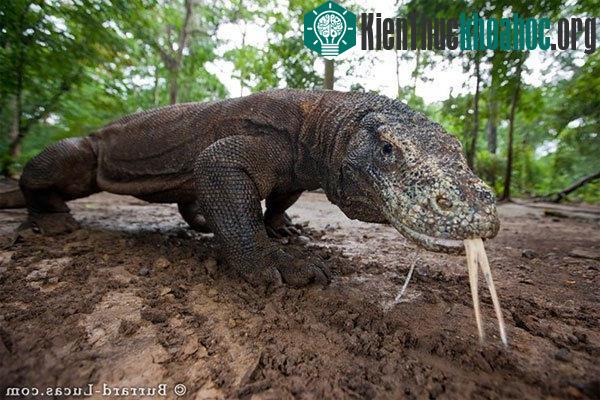 Rồng Komodo là loài động vật ăn thịt. Chúng ăn côn trùng và cả những động vật lớn như dê, lợn và trâu rừng. Khi đói, chúng ăn thịt cả đồng loại. Mối đe dọa lớn nhất của rồng Komodo chính là những c...
