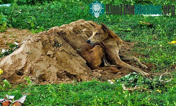 Dáng vẻ Tommy rất buồn, và Williams khẳng định bà nhìn thấy nó chảy nước mắt - (Ảnh: Chữ thập xanh Ấn Độ/Daily Mail)