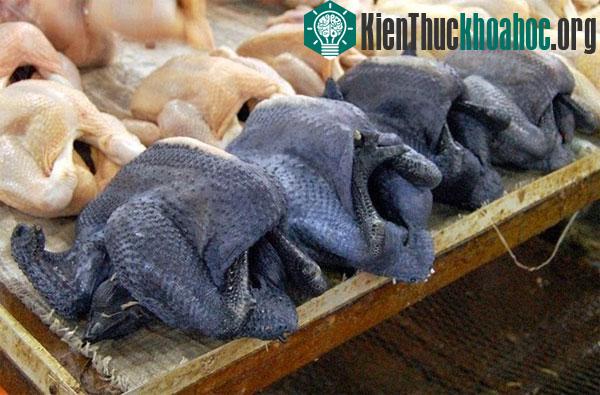 Theo các nhà khoa học, chất fibromelanosis trong cơ thể gà đã thúc đẩy sự phát triển của tế bào sắc tố đen. Gene tạo ra fibromelanosis là gene đột biến. Fibromelanosis đã tồn tại ở khu vực châu Á h...