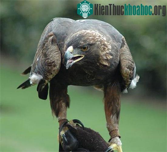 Chúa tể bầu trời ở Việt Nam