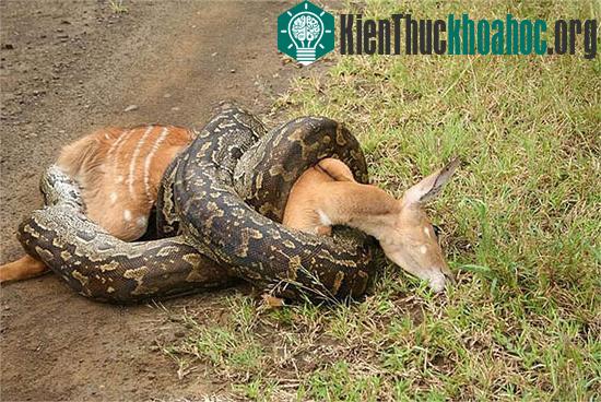 Tìm hiểu về loài trăn ăn thịt người ở châu Phi