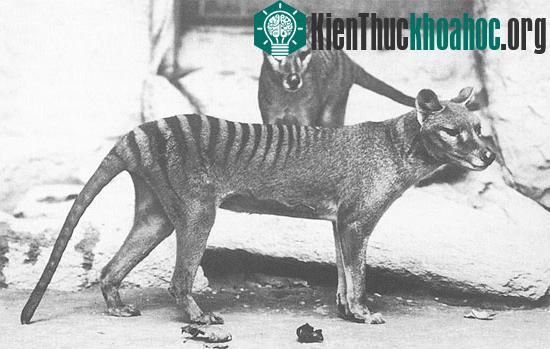 Tìm hiểu thêm về hổ Tasmania