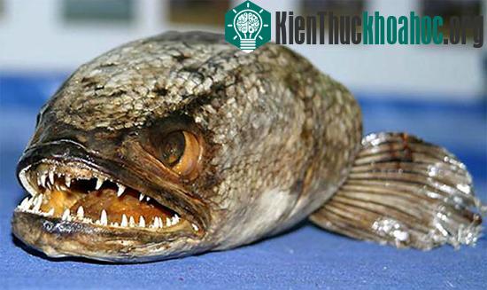 Cá snakehead