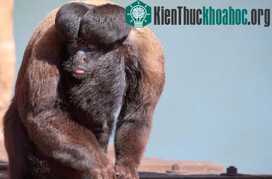 Những loài khỉ có bộ mặt ngộ nghĩnh nhất ảnh 3