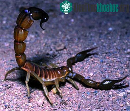 10 loài động vật nhỏ bé nhưng cực kỳ nguy hiểm