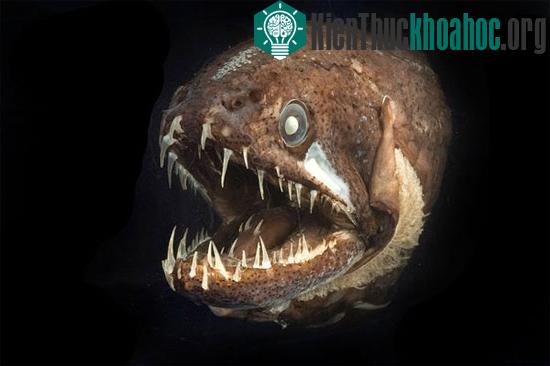 Mực và cá mọc răng giống người ảnh 3
