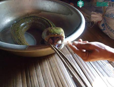 Cá mang đầu rắn, lưỡi heo