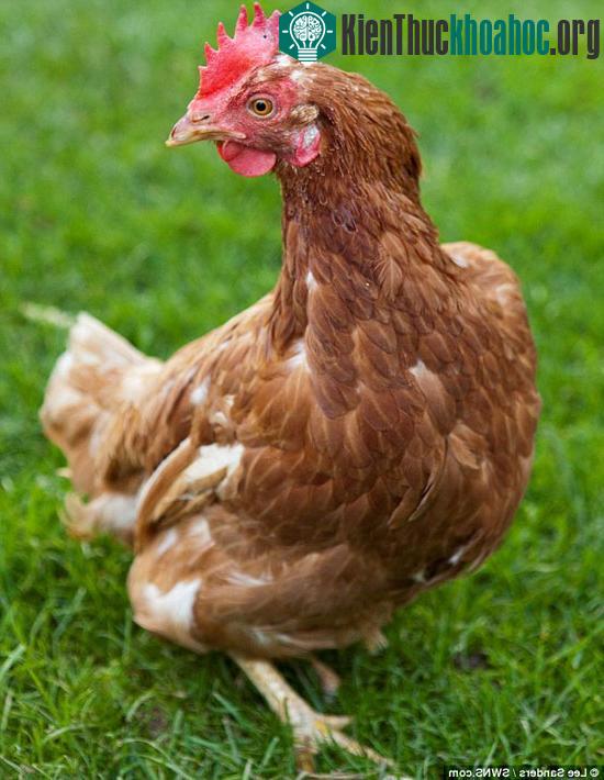 Gà JJ giỏi toán đến kì lạ