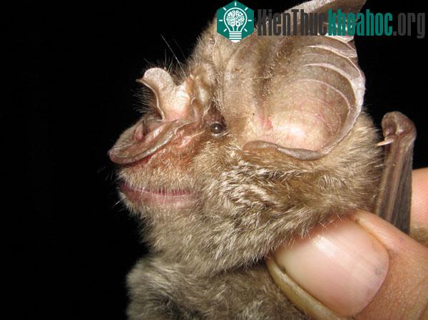 Dơi Rhinolophus mossambicus