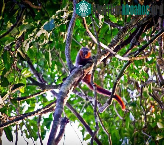 Khỉ Callicebus