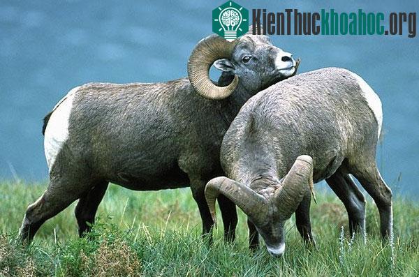Các động vật có tỉ lệ đồng tính cao nhất trong tự nhiên