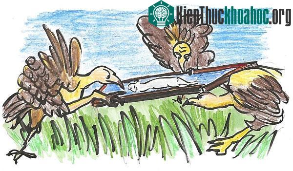 Thí nghiệm giải mã chuyện "kền kền ăn xác thối vẫn thấy ngon"